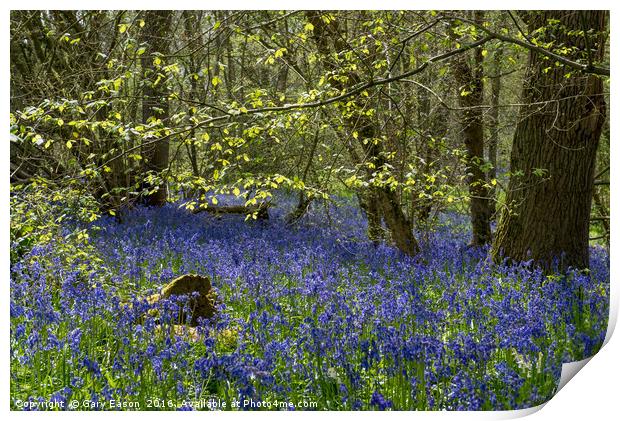 Spring leaves and bluebells Print by Gary Eason