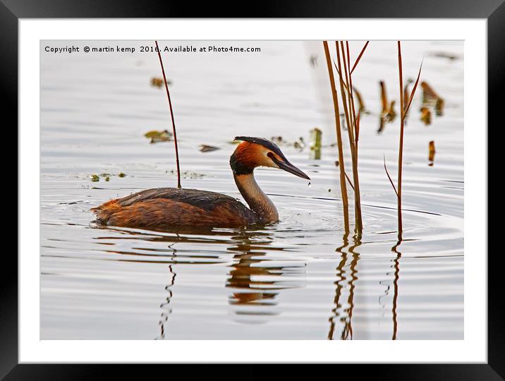 Great Crested Grebe Framed Mounted Print by Martin Kemp Wildlife