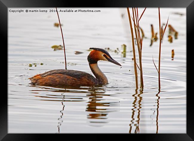 Great Crested Grebe Framed Print by Martin Kemp Wildlife
