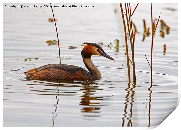 Great Crested Grebe Print by Martin Kemp Wildlife