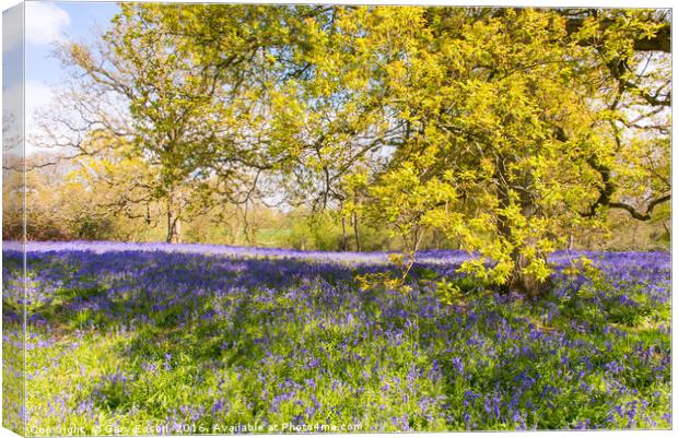Bluebell carpet under spring tree leaves Canvas Print by Gary Eason