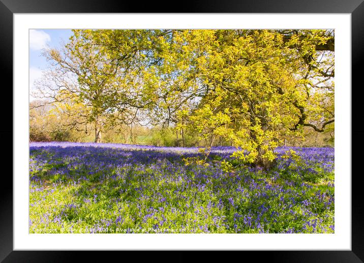 Bluebell carpet under spring tree leaves Framed Mounted Print by Gary Eason