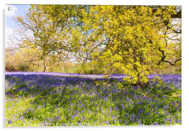 Bluebell carpet under spring tree leaves Acrylic by Gary Eason