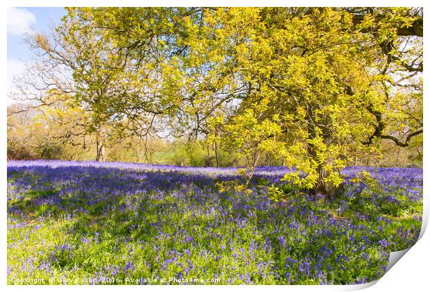 Bluebell carpet under spring tree leaves Print by Gary Eason