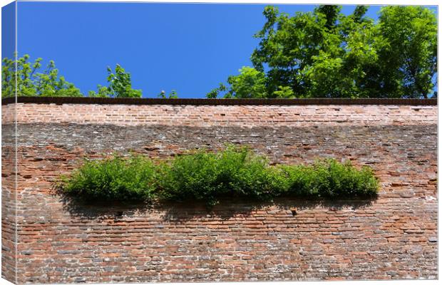 green on the old fortress wall Canvas Print by Marinela Feier