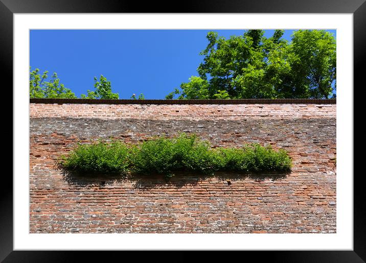 green on the old fortress wall Framed Mounted Print by Marinela Feier