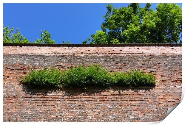 green on the old fortress wall Print by Marinela Feier