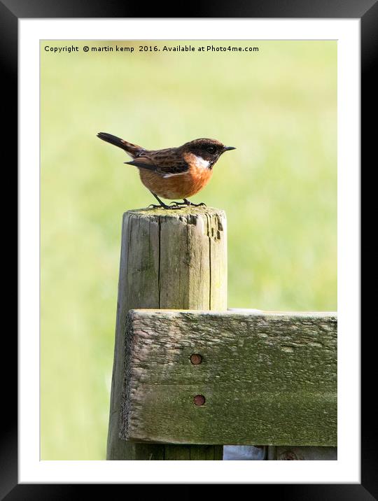 Stonechat Framed Mounted Print by Martin Kemp Wildlife