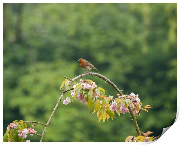 Robin Print by Victor Burnside