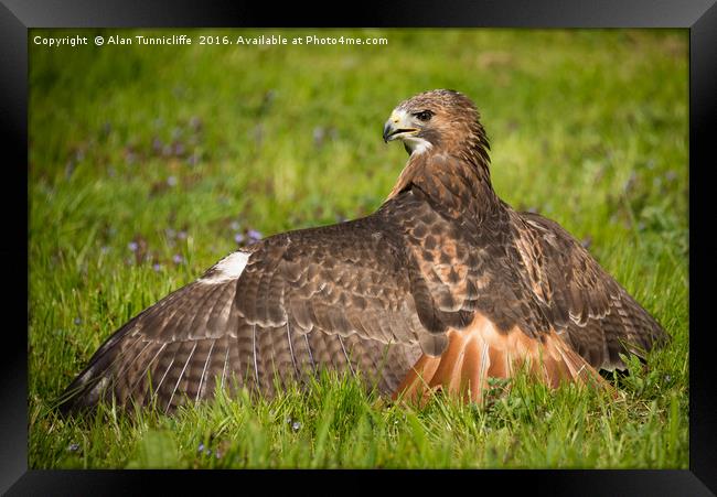 Red tailed hawk Framed Print by Alan Tunnicliffe