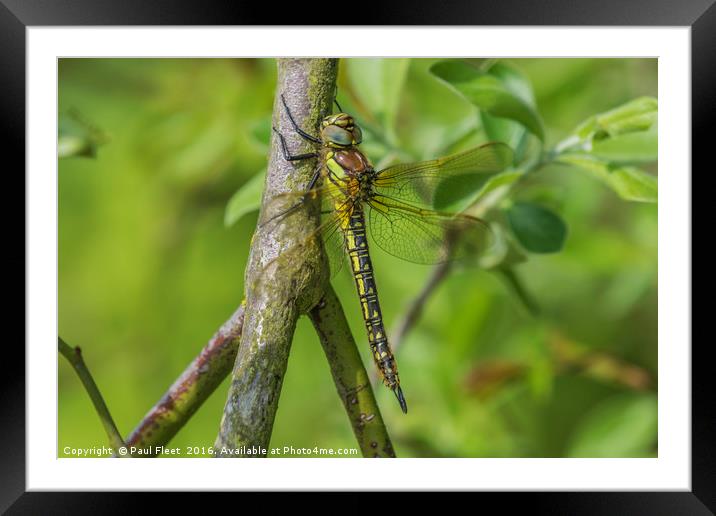 Female Hairy Dragonfly Framed Mounted Print by Paul Fleet