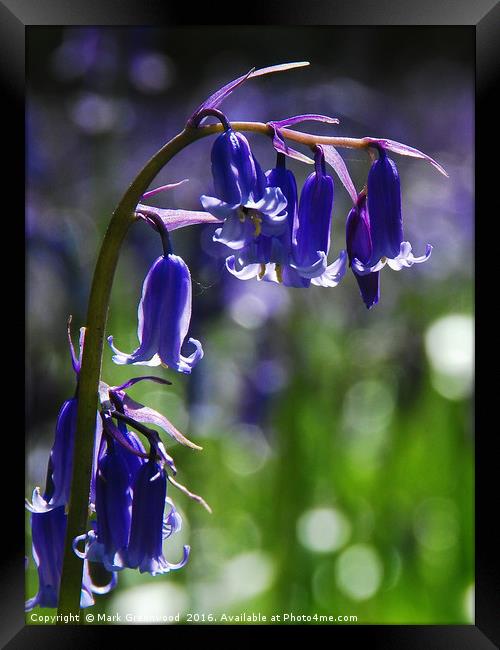 Idyllic Spring Bluebells Framed Print by Mark Greenwood