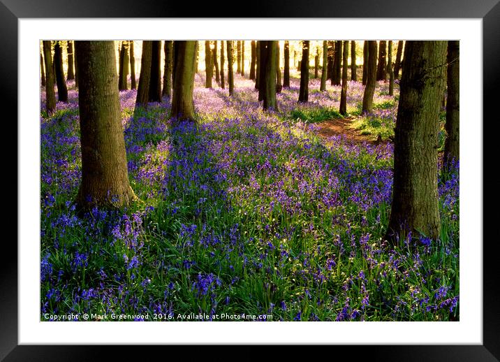 Bluebell Symphony Framed Mounted Print by Mark Greenwood