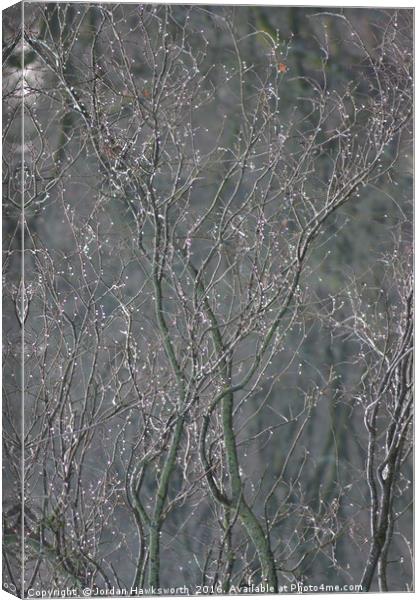 Snowy Tree Canvas Print by Jordan Hawksworth