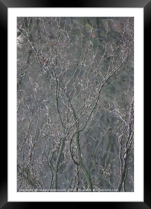 Snowy Tree Framed Mounted Print by Jordan Hawksworth