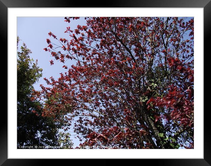 Red leaves on tree on a sunny day Framed Mounted Print by Jordan Hawksworth