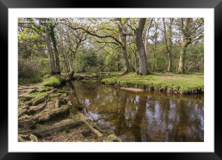 Mill lawn Brook near Puttles Bridge in the New For Framed Mounted Print by Gordon Dimmer