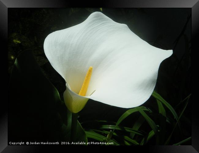White Lily Framed Print by Jordan Hawksworth
