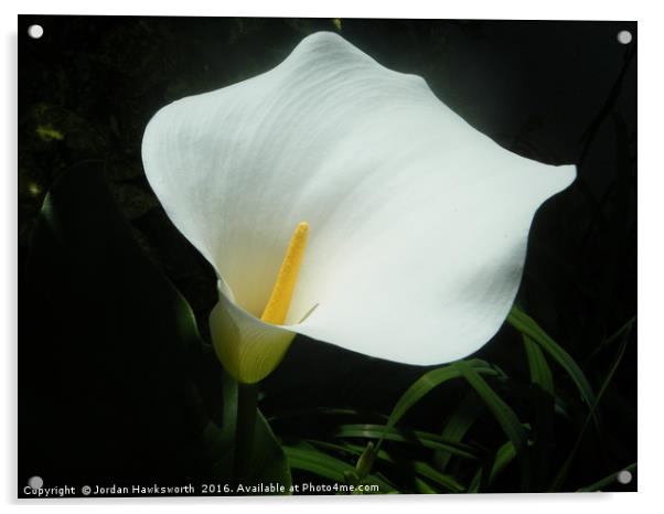 White Lily Acrylic by Jordan Hawksworth
