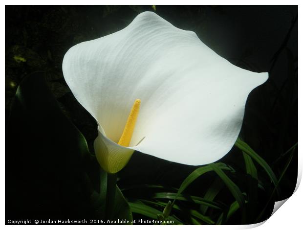 White Lily Print by Jordan Hawksworth