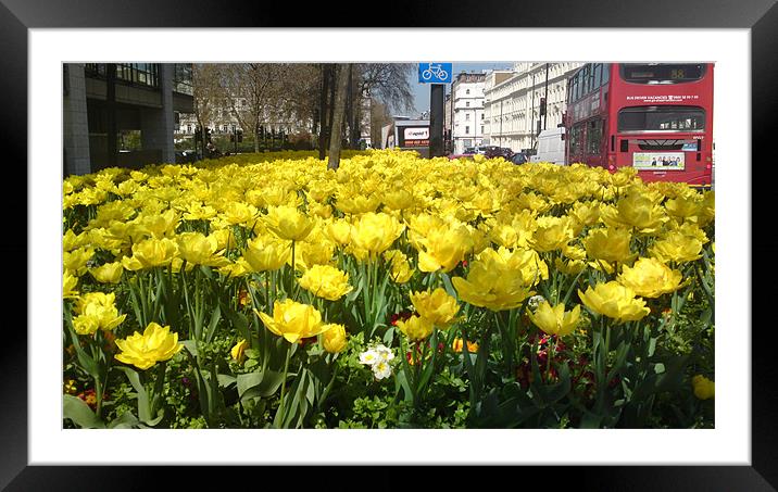 Yellow Tulips Framed Mounted Print by Cliff Hannan