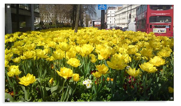 Yellow Tulips Acrylic by Cliff Hannan