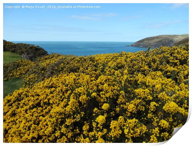 Yellow spring show by the sea                      Print by Marja Ozwell
