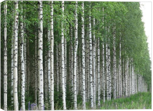 Silver birch forest                                Canvas Print by Marja Ozwell