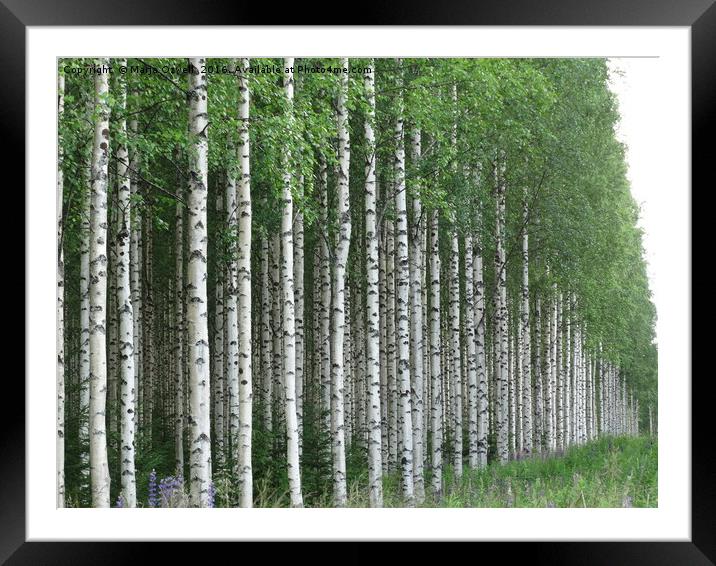 Silver birch forest                                Framed Mounted Print by Marja Ozwell