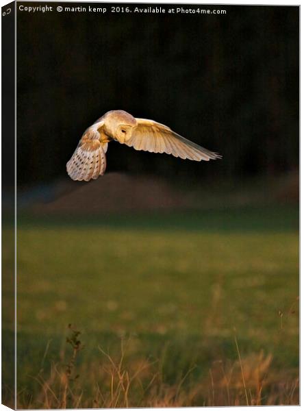 Hunting Barn Owl Canvas Print by Martin Kemp Wildlife