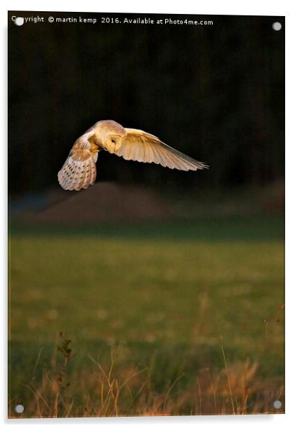 Hunting Barn Owl Acrylic by Martin Kemp Wildlife