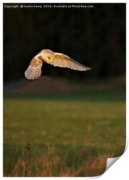 Hunting Barn Owl Print by Martin Kemp Wildlife
