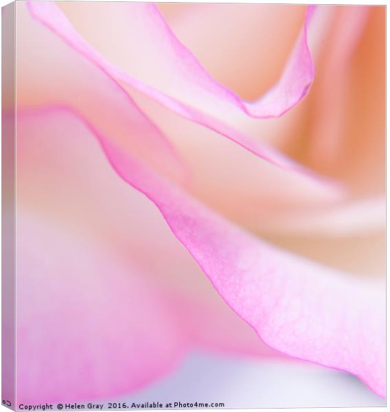 Pretty in Pink Canvas Print by Helen Gray