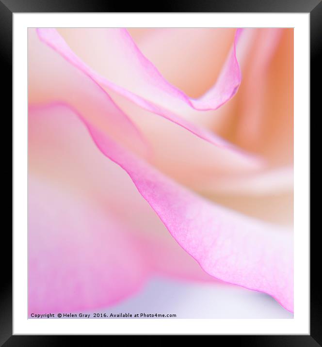 Pretty in Pink Framed Mounted Print by Helen Gray