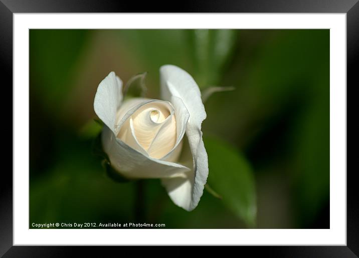 White Rose 2 Framed Mounted Print by Chris Day