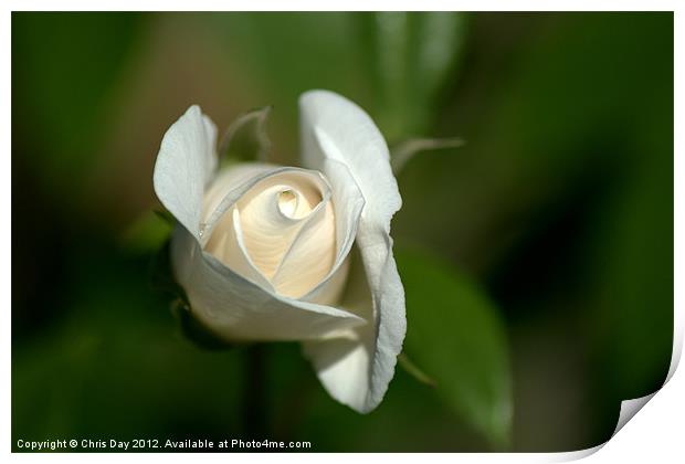 White Rose 2 Print by Chris Day