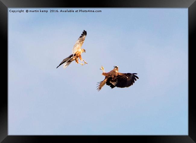 Marsh Harriers in battle Framed Print by Martin Kemp Wildlife