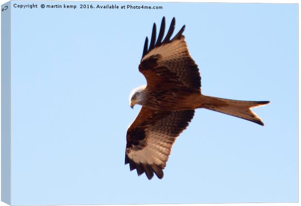 Hovering Red Kite Canvas Print by Martin Kemp Wildlife