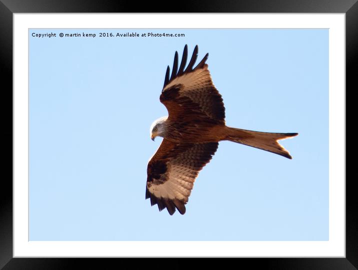 Hovering Red Kite Framed Mounted Print by Martin Kemp Wildlife