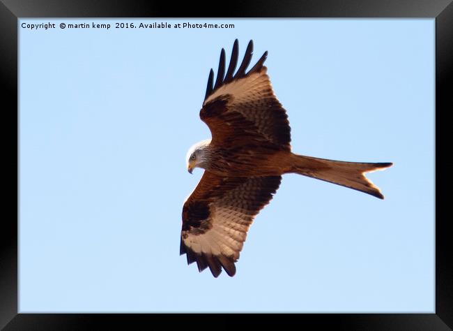 Hovering Red Kite Framed Print by Martin Kemp Wildlife