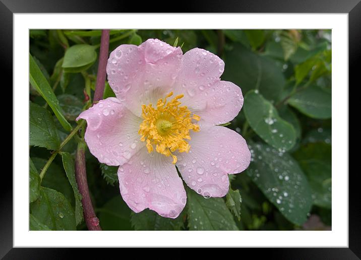 Raindrops on Rose Petals Framed Mounted Print by Ann Garrett