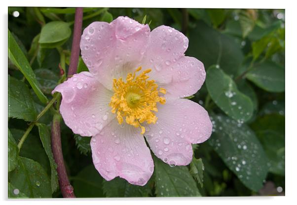 Raindrops on Rose Petals Acrylic by Ann Garrett