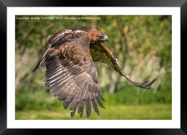 Red tailed hawk in flight Framed Mounted Print by Alan Tunnicliffe