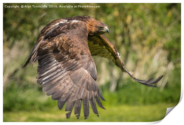 Red tailed hawk in flight Print by Alan Tunnicliffe