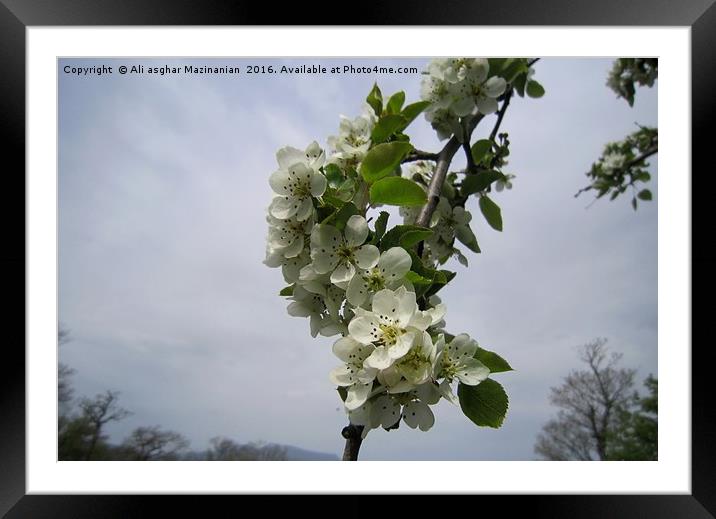 Wild plum's blossoms 3, Framed Mounted Print by Ali asghar Mazinanian