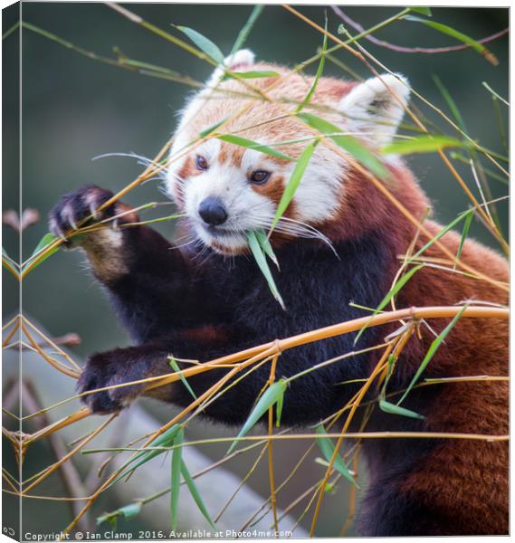 Red Panda Canvas Print by Ian Clamp