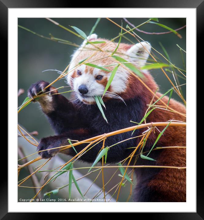 Red Panda Framed Mounted Print by Ian Clamp