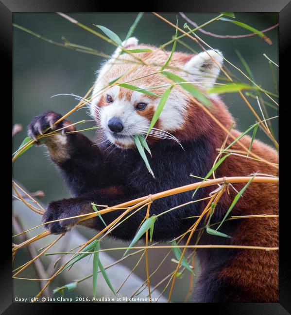 Red Panda Framed Print by Ian Clamp