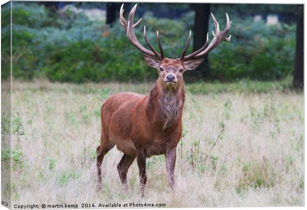 14 Point Stag Canvas Print by Martin Kemp Wildlife