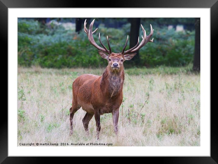 14 Point Stag Framed Mounted Print by Martin Kemp Wildlife